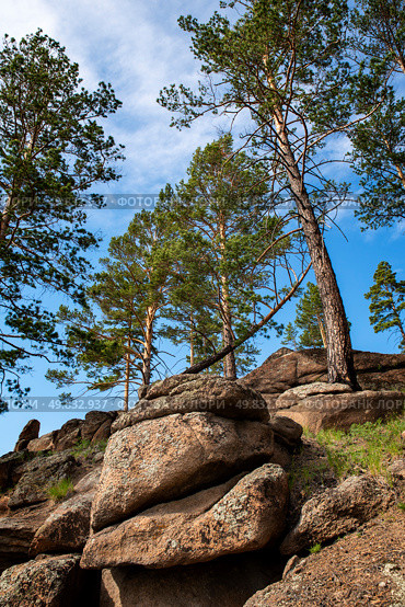 Pine trees on the rocks against the blue sky in summer. Стоковое фото, фотограф Алексей / Фотобанк Лори