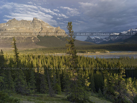 Pine trees with mountains in the background, Saskatchewan River Crossing, Icefields Parkway, Jasper, Alberta, Canada. Стоковое фото, агентство Ingram Publishing / Фотобанк Лори