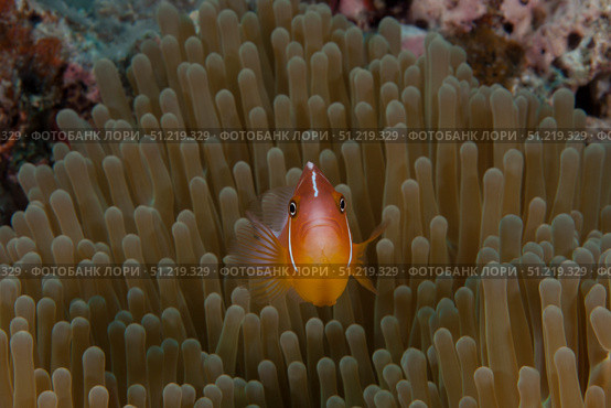 Pink anemonefish in its host anenome, Fiji. Terry Moore/Stocktrek Images/TASS. Стоковое фото, агентство ТАСС / Фотобанк Лори