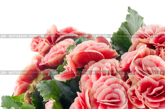 Pink begonia flowerson white background. Стоковое фото, агентство Ingram Publishing / Фотобанк Лори