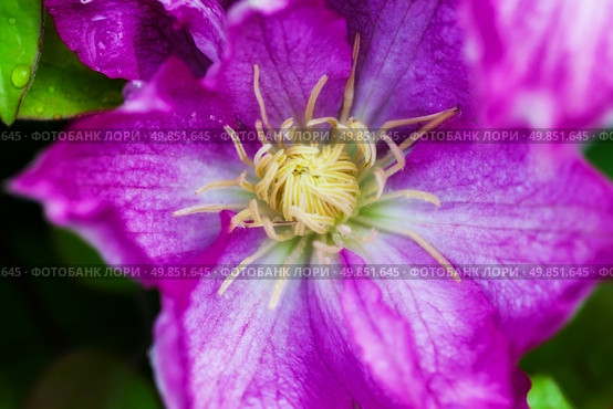 pink clematis in the garden. Стоковое фото, агентство Ingram Publishing / Фотобанк Лори