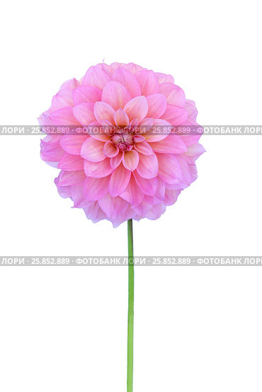 Pink dahlia isolated on white background. Стоковое фото, фотограф Елена Зинина / Фотобанк Лори
