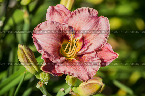 Pink daylily hemerocallis. Стоковое фото, фотограф Юлия Бабкина / Фотобанк Лори