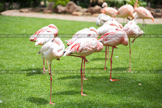 pink flamingos walk on a green glade. Стоковое фото, агентство Ingram Publishing / Фотобанк Лори