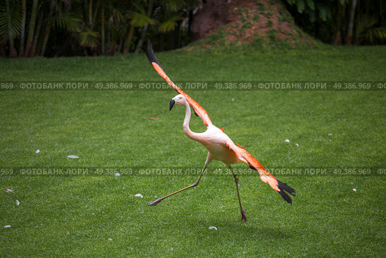 pink flamingos walk on a green glade. Стоковое фото, агентство Ingram Publishing / Фотобанк Лори