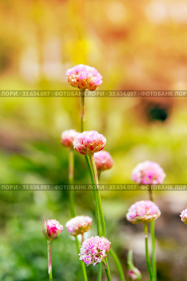 Pink flowers Armeria ruscinon (Armeria ruscinonensis) closeup. Стоковое фото, фотограф Евгений Ткачёв / Фотобанк Лори