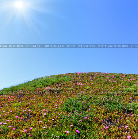 Pink flowers (Carpobrotus) on hillside and sunshine. Стоковое фото, фотограф Юрий Брыкайло / Фотобанк Лори