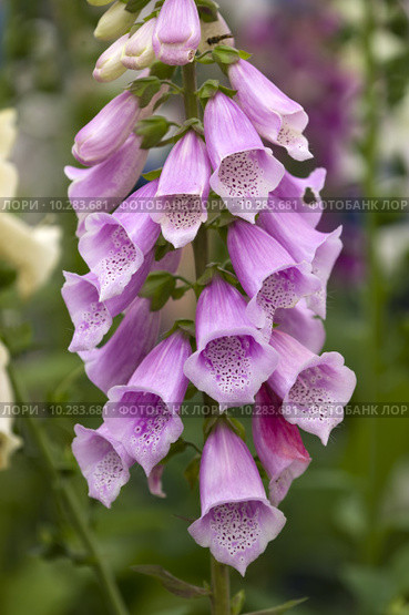 pink foxglove. Стоковое фото, фотограф Lee Avison / Smarterpix / Фотобанк Лори