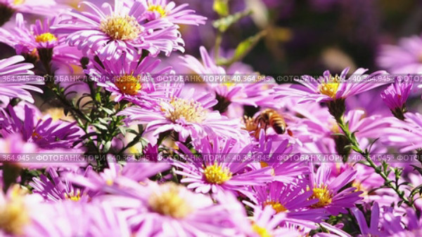 Pink-lilac flowers of aster bush (Symphyotrichum). Aster autumn floral background. Autumn flowers.  The honey bee collects nectar and spreads pollen on a pink Christmas daisy or aster flower. Стоковое видео, видеограф Александр Кротков / Фотобанк Лори