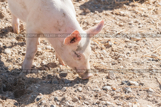 Pink pig looking for food in a farmyard in the summer. Стоковое фото, агентство Ingram Publishing / Фотобанк Лори