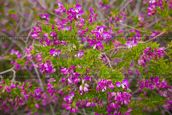 pink polygala myrtifolia flowers. Стоковое фото, фотограф Яков Филимонов / Фотобанк Лори