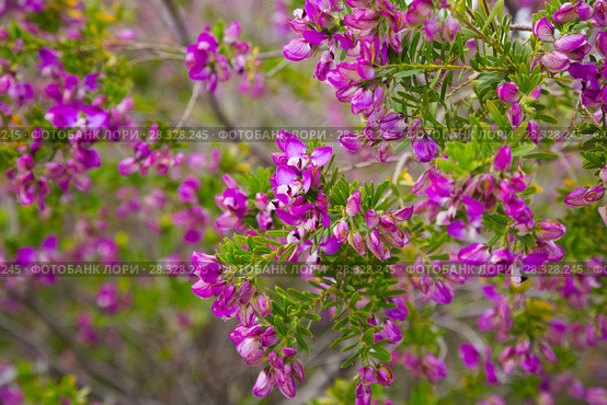 pink polygala myrtifolia flowers. Стоковое фото, фотограф Яков Филимонов / Фотобанк Лори