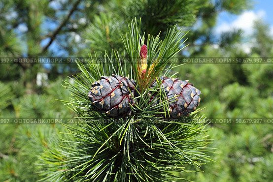 Pinus sibirica. Ветка сосны сибирской кедровой с молодыми и прошлогодними шишками  солнечным днем. Стоковое фото, фотограф Григорий Писоцкий / Фотобанк Лори