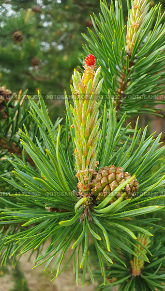 Pinus sylvestris. Молодые побеги и женские шишки на сосне обыкновенной. Стоковое фото, фотограф Григорий Писоцкий / Фотобанк Лори