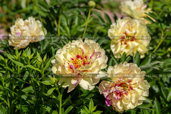 Пион ИТО-гибрид Лоллипоп (Paeonia Itoh Hybrids Lolliepop) Стоковое фото, фотограф Ольга Сейфутдинова / Фотобанк Лори