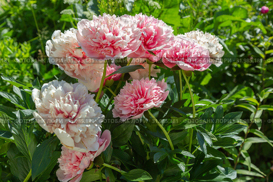 Пион межвидовой гибрид Этчед Салмон (Paeonia Etched Salmon) Стоковое фото, фотограф Ольга Сейфутдинова / Фотобанк Лори
