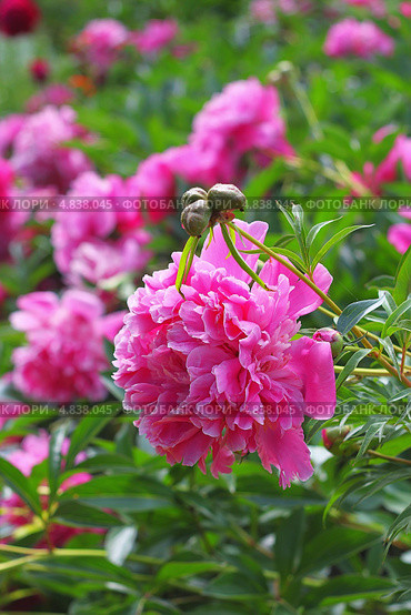 Пион молочноцветковый ( Paeonia lactiflora) — вид травянистых многолетних растений рода Пион семейства Пионовые (Paeoniaceae) Стоковое фото, фотограф Евгений Мухортов / Фотобанк Лори