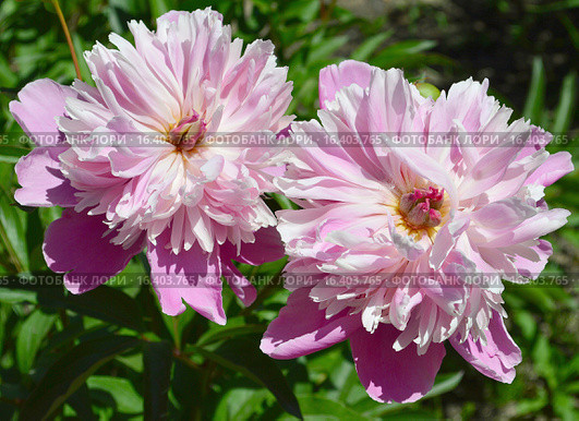 Пион Пинк Камео (лат. Pink Cameo) Стоковое фото, фотограф lana1501 / Фотобанк Лори
