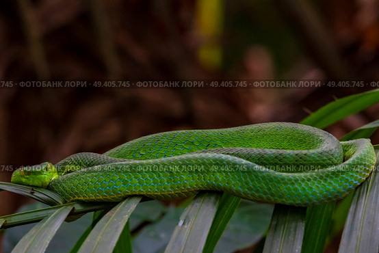 pit viper on wild palm tree. Стоковое фото, агентство Ingram Publishing / Фотобанк Лори