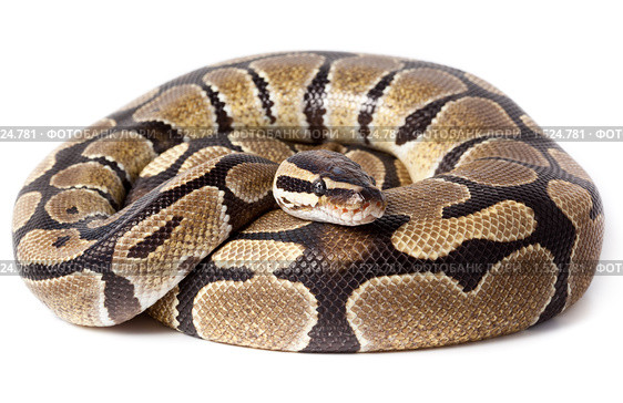 Питон королевский, Python regius. Стоковое фото, фотограф Василий Вишневский / Фотобанк Лори