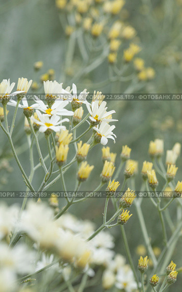 Пижма, Tanacetum ptarmiciflorum. Эндемическая флора Гран Канарии. Стоковое фото, фотограф Tamara Kulikova / Фотобанк Лори
