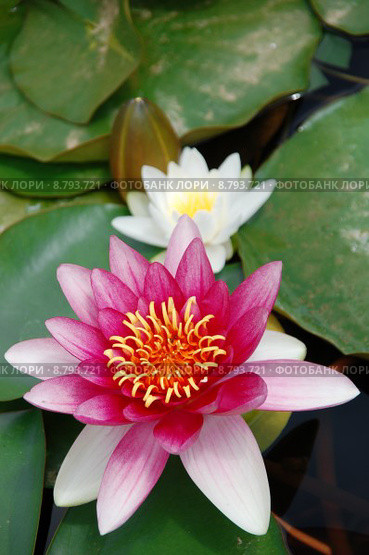 plant blossom bloom flourish water. Стоковое фото, фотограф Andreas Hömer / PantherMedia / Фотобанк Лори