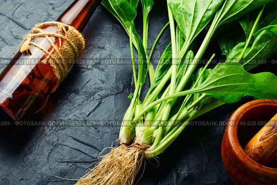 Plantain tincture in a glass bottle. Healing potion, herbal medicine.Homeopathic herbs. Plantain in herbal medicine. Стоковое фото, агентство Ingram Publishing / Фотобанк Лори