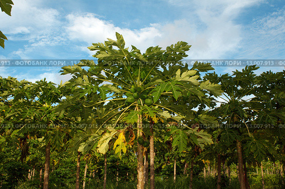 Плантации папайи (Carica papaya), остров Thoddoo в Индийском океане. Стоковое фото, фотограф KEN VOSAR / Фотобанк Лори