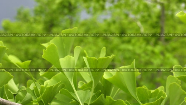 Плантация деревьев Гинкго. Plantations of Ginkgo. Стоковое видео, видеограф Евгений Романов / Фотобанк Лори