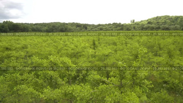 Плантация деревьев Гинкго. Вид сверху. Plantations of Ginkgo. Aerial view. Стоковое видео, видеограф Евгений Романов / Фотобанк Лори