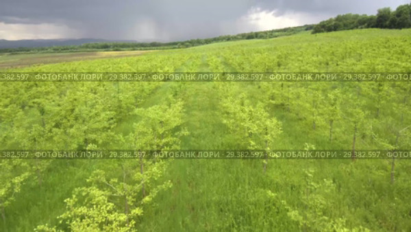 Плантация деревьев Гинкго. Вид сверху. Plantations of Ginkgo. Aerial view. Стоковое видео, видеограф Евгений Романов / Фотобанк Лори