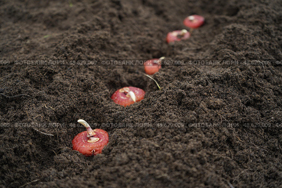 Planting a gladiolus bulb or corm in a mixborder in a garden plot. Seasonal work on planting seedlings of flowers in landscaping near a country house. Farmer hands in gloves plant gladioli. Стоковое фото, фотограф Ирина Старикова / Фотобанк Лори