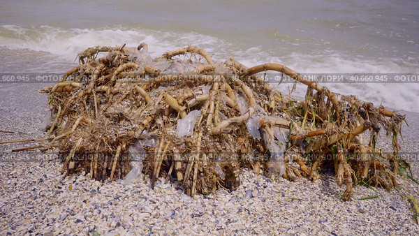 Plastic mixed with reed roots lies on sand, floating debris has reached Black Sea beaches in Odessa, Ukraine. Environmental disaster caused by explosion of Kakhovka Hydroelectric Power Plant dam. Стоковое фото, фотограф Некрасов Андрей / Фотобанк Лори