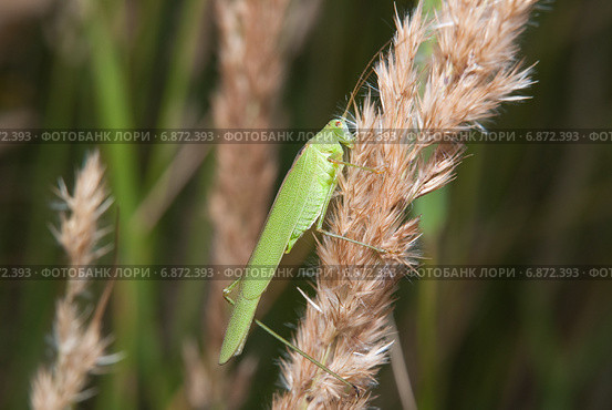 Пластинокрыл обыкновенный - самец (Phaneroptera falcata) Стоковое фото, фотограф Алёшина Оксана / Фотобанк Лори