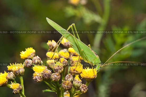 Пластинокрыл обыкновенный - самец (Phaneroptera falcata) поедает цветок пижмы (Tanacetum) Стоковое фото, фотограф Алёшина Оксана / Фотобанк Лори