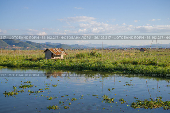 Плавающий огород на озере Инле. Мьянма (Бирма) (2016 год). Стоковое фото, фотограф Виктор Карасев / Фотобанк Лори