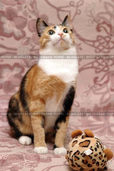 Playful three-color female cat with yellow eyes. Стоковое фото, фотограф Анна Кривицкая / Фотобанк Лори