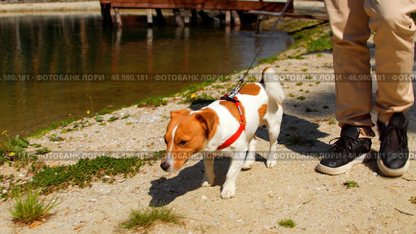 Playful young dog waking with owner by the small pond. Стоковое фото, фотограф David Kashakhi / Фотобанк Лори