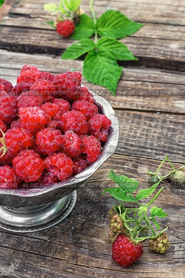 Plucked raspberries in vintage iron ramekin. Стоковое фото, агентство Ingram Publishing / Фотобанк Лори