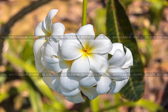 Плюмерия (лат. Plumeria, франжипани). Цветы Таиланда. Стоковое фото, фотограф Владимир Сергеев / Фотобанк Лори