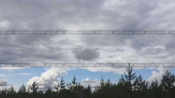 По небу быстро плывут белые облака. Над зелеными верхушками молодых невысоких сосен на фоне голубого неба быстро проплывают бело-серые кучевые облака. Стоковое видео, видеограф Andrew_Swarga / Фотобанк Лори