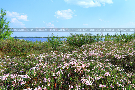 Подбел многолистный  (Andromeda polifolia L) на берегу озера на Ямале. Стоковое фото, фотограф Григорий Писоцкий / Фотобанк Лори
