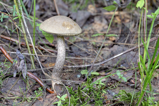 Подберёзовик обыкновенный (Leccinum scabrum) Стоковое фото, фотограф Игорь Долгов / Фотобанк Лори