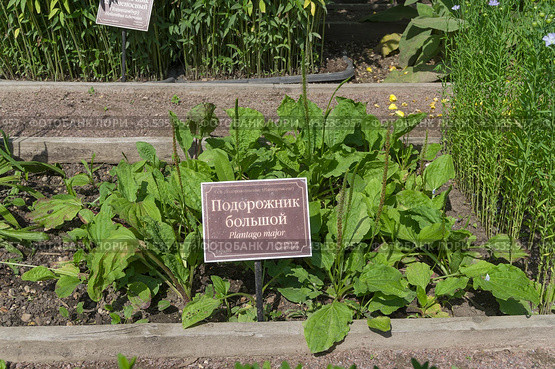 Подорожник большой (lat. Plantago major) на грядке с лекарственными растениями в Аптекарском Огороде (филиал ботанического сада МГУ). Москва. Июль, солнечно. Стоковое фото, фотограф Сергей Рыбин / Фотобанк Лори