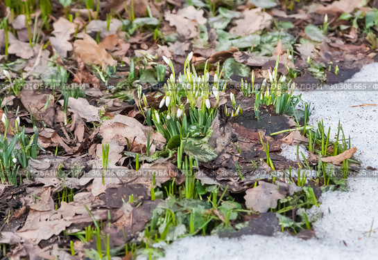 Подснежник снежный (Galanthus nivalis)  на проталине в Ботаническом саду МГУ ("Аптекарском огороде") в начале марта. Стоковое фото, фотограф Наталья Николаева / Фотобанк Лори