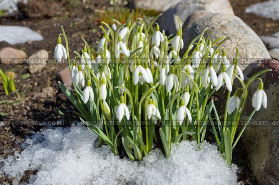 Подснежники Воронова (лат. Galanthus woronowii) на клумбе в весеннем саду. Стоковое фото, фотограф Елена Коромыслова / Фотобанк Лори