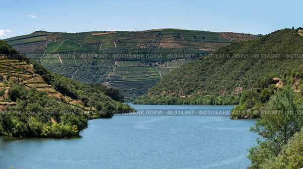Point of view shot from historic train in Douro region, Portugal. Features a wide view of terraced vineyards in Douro Valley, Alto Douro Wine Region in northern Portugal, officially designated by UNESCO as World Heritage Site. Стоковое фото, агентство Ingram Publishing / Фотобанк Лори