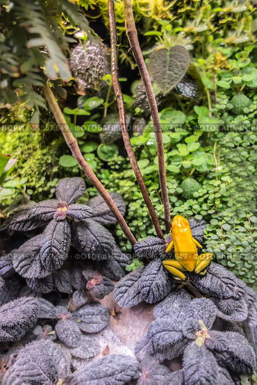 Poisonous black and yellow frog in the terrarium of an amphibian and reptile lover. Phyllobates terribilis Colombia amazon rainforest toxic amphibian. Format for smartphone background. Стоковое фото, фотограф Iva Noel / Фотобанк Лори