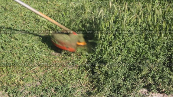 Покос травы бензиновым триммером. Стоковое видео, видеограф Олег Хархан / Фотобанк Лори