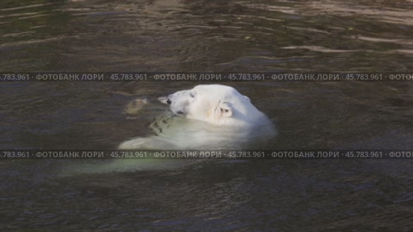Polar bear (Ursus maritimus) is a hypercarnivorous bear whose native range lies largely within the Arctic Circle, encompassing the Arctic Ocean, its surrounding seas and surrounding land masses. Стоковое видео, видеограф Андрей Армягов / Фотобанк Лори